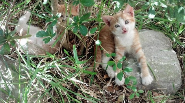 中国足球比赛犯规战术分类整理，足球比赛 犯规