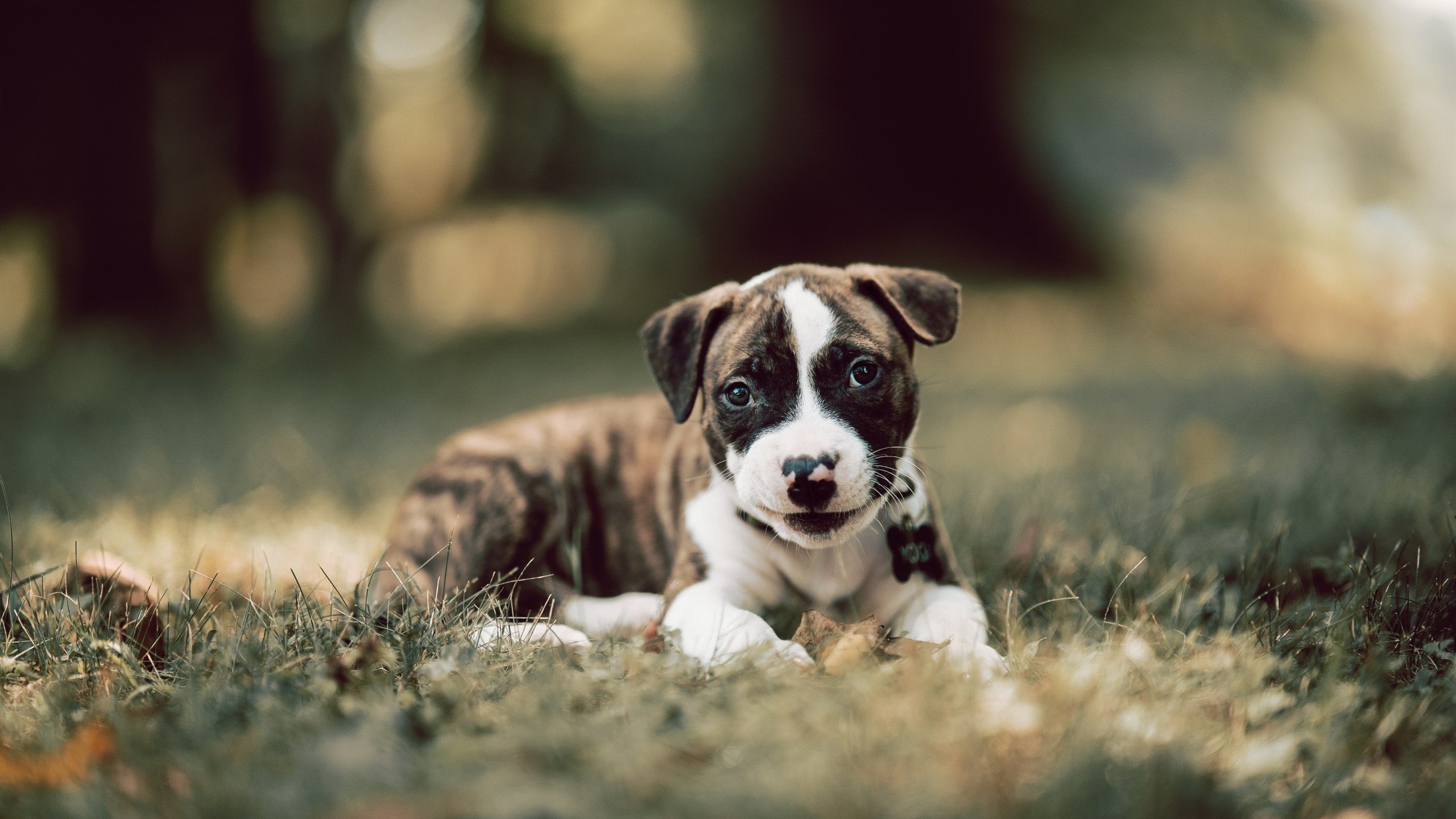 华体会登录-2024国际乒联混合团体世界杯：Chinese Taipei迎来挑战，2024世界乒乓球锦标赛