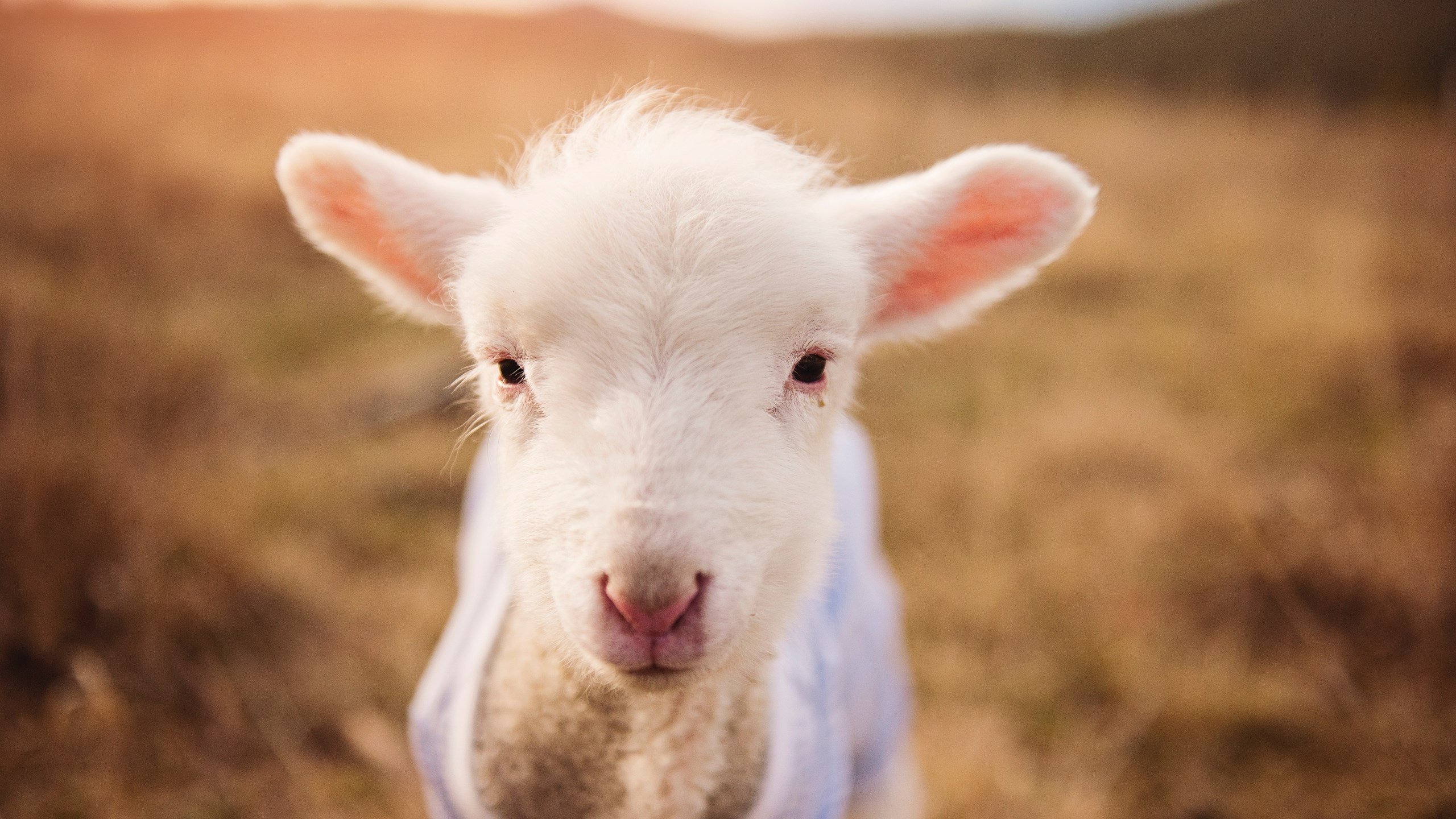 “2025世界运动会:天府校区体育馆台球赛精彩纷呈”