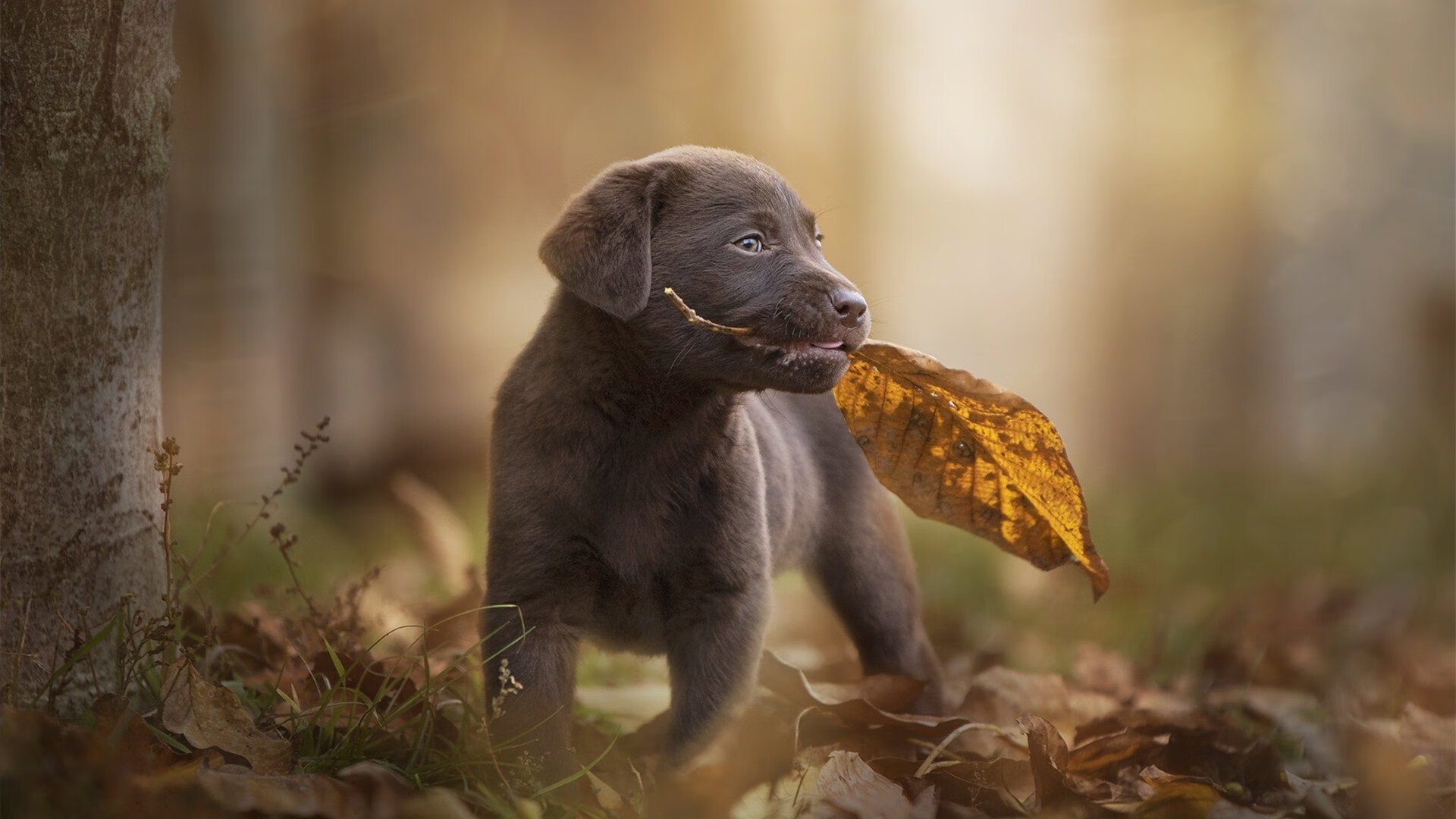 “新都福乐球赛：速度、力量与技术的完美碰撞”