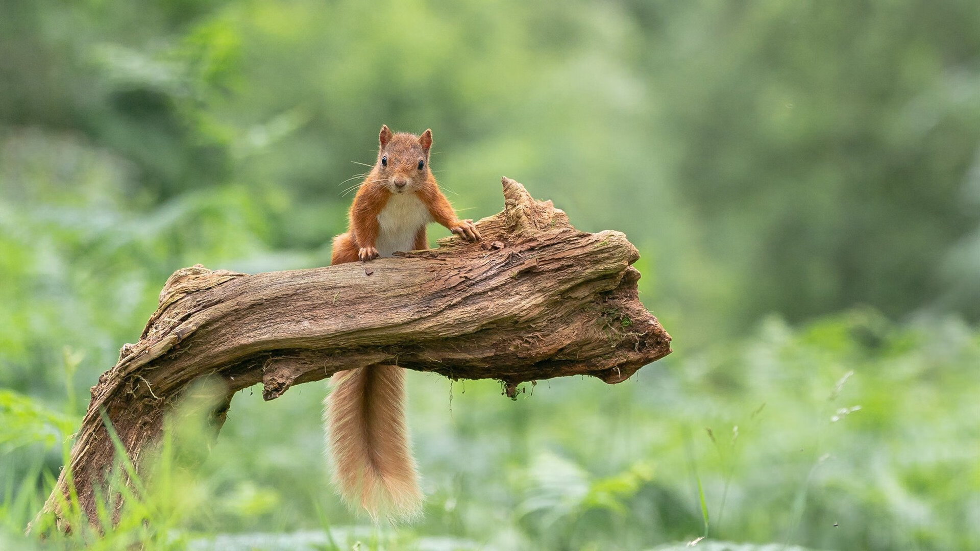 “新都福乐球赛：速度、力量与技术的完美碰撞”