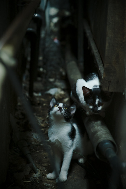 “简阳文体中心羽毛球赛:明星选手争夺冠军,速度与技巧完美结合”