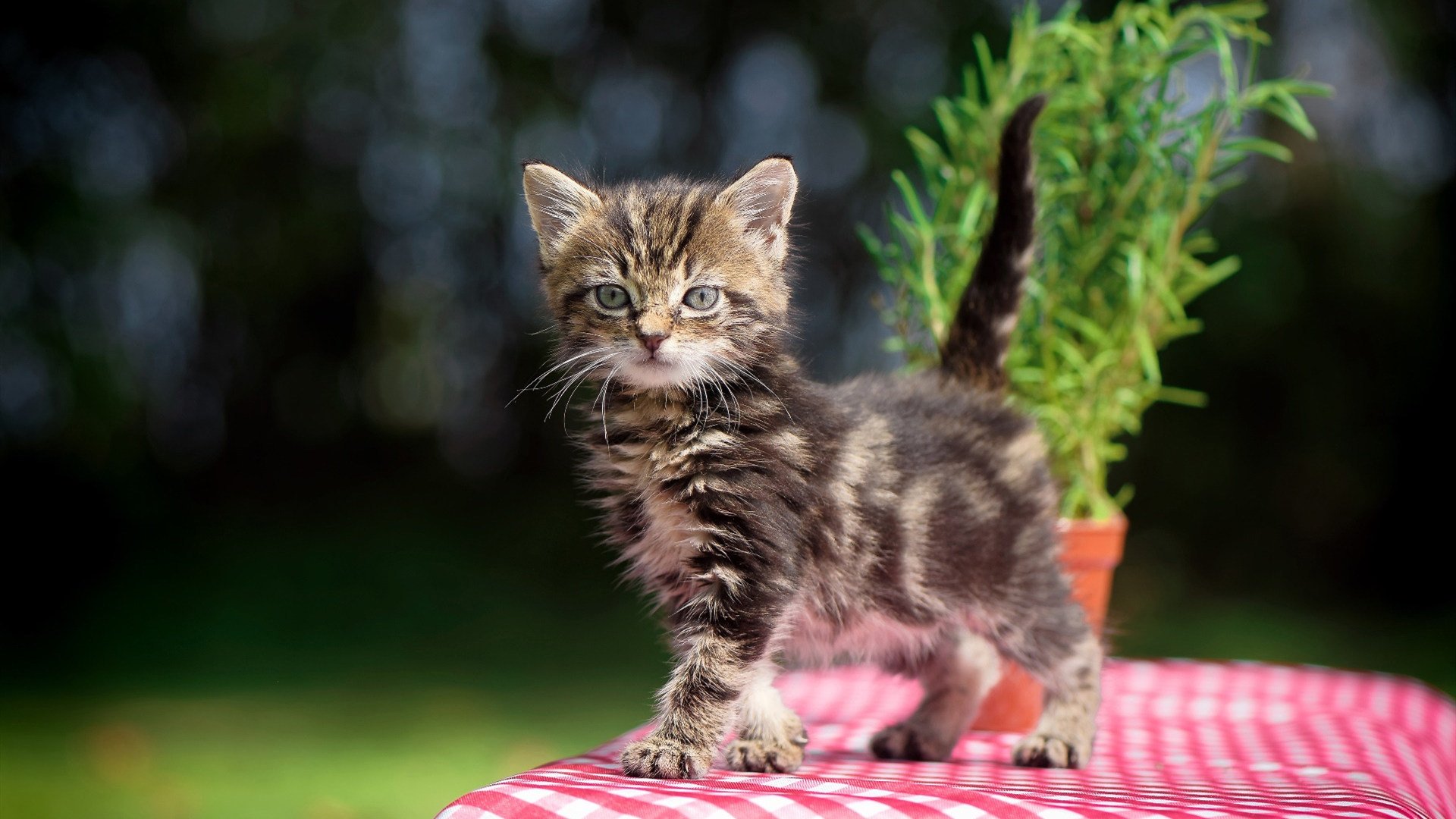 华体会登录入口-中国男篮注重训练质量 力求突破自我，中国男篮咋样