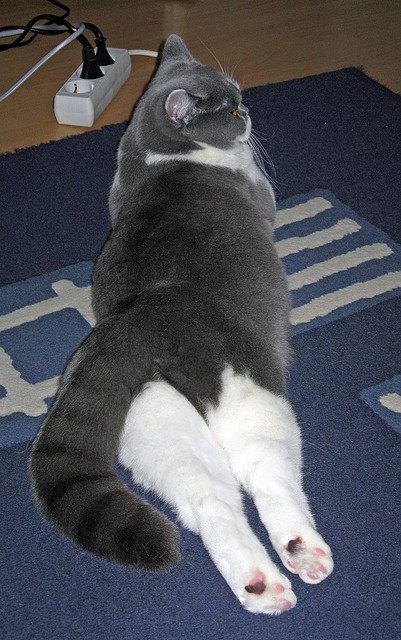 女足世界杯门票售罄 热度飙升，女足世界杯举行时间