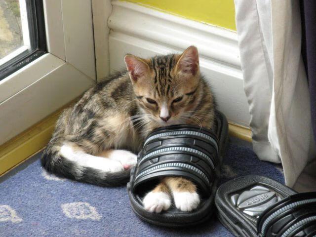 王哲林谈团队协作比赛胜负关键不在个人,王哲林参加三人篮球赛