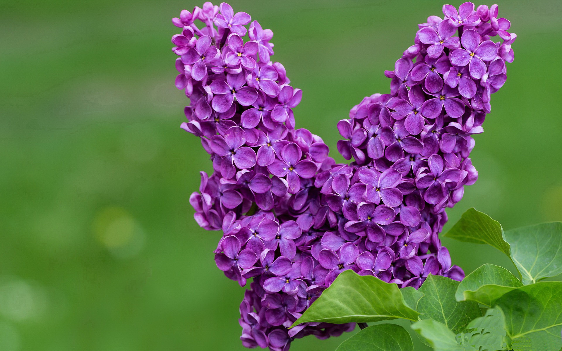 “费尔南多·比亚尔巴的球场统治力，阿根廷美洲狮队的进攻核心”