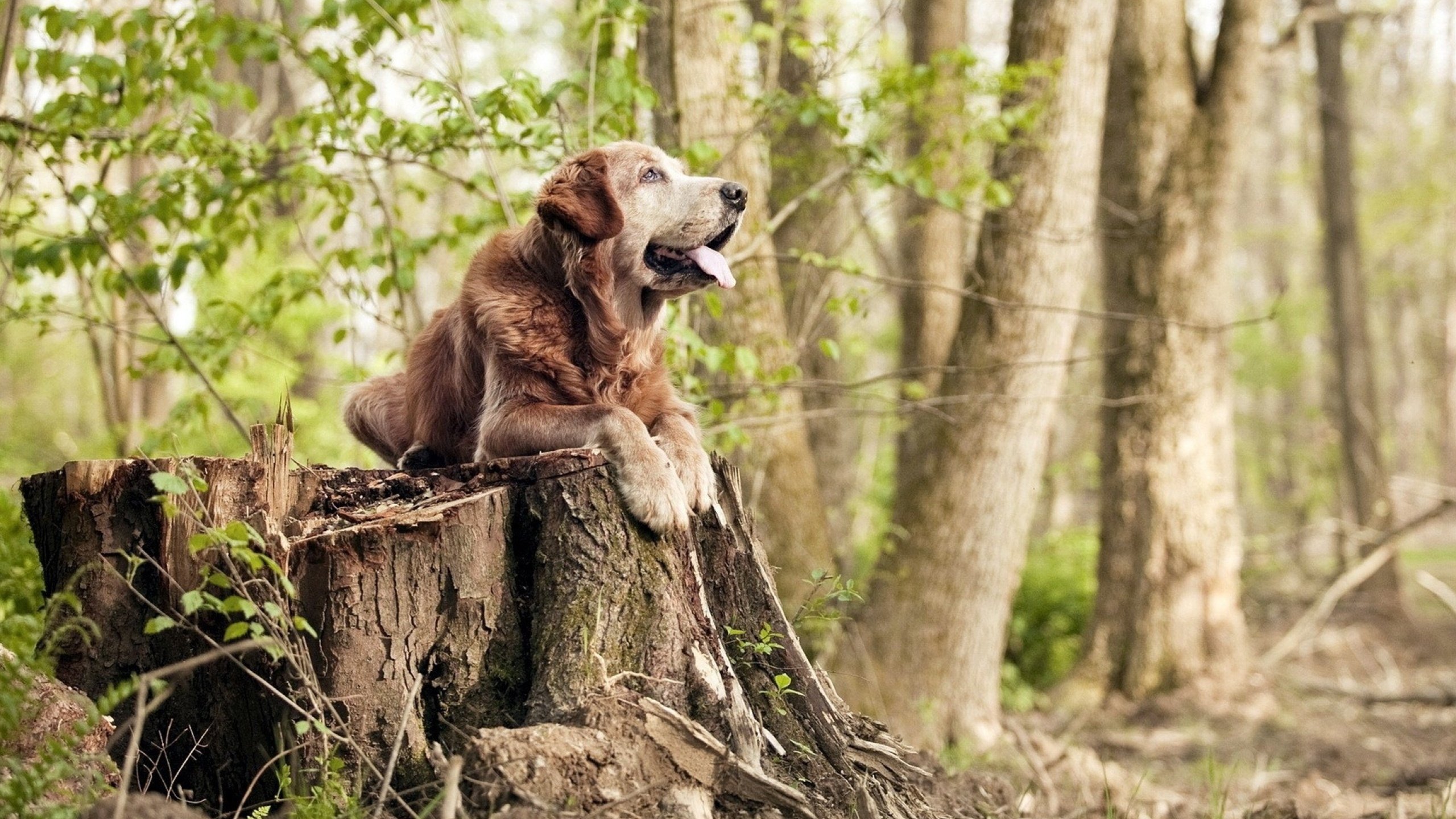 弗朗索瓦·斯图尔特：凭借丰富经验，成为南非队稳健中场的支柱