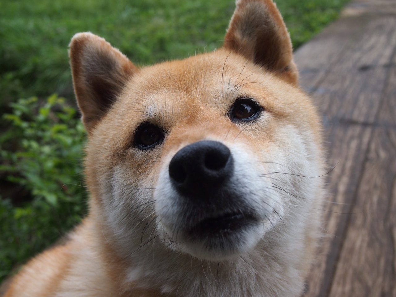 华体会网站-德甲火力全开：每一攻势都令人心跳加速，德甲实力