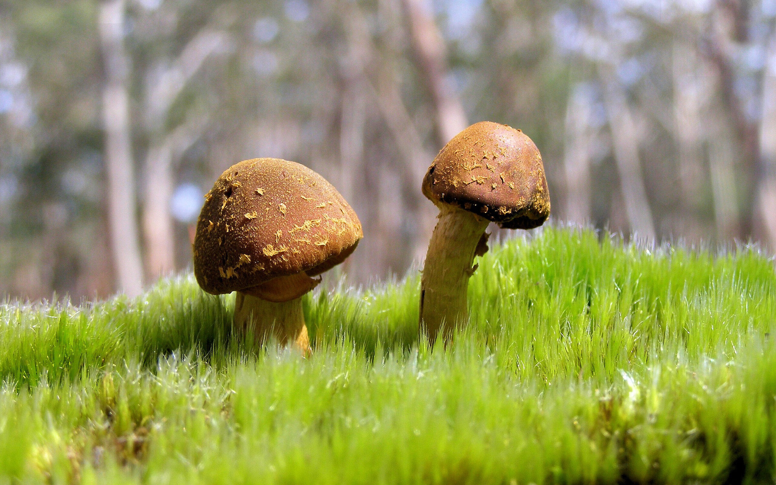 拜仁官方祝贺球星完成百场里程碑，拜仁冠军