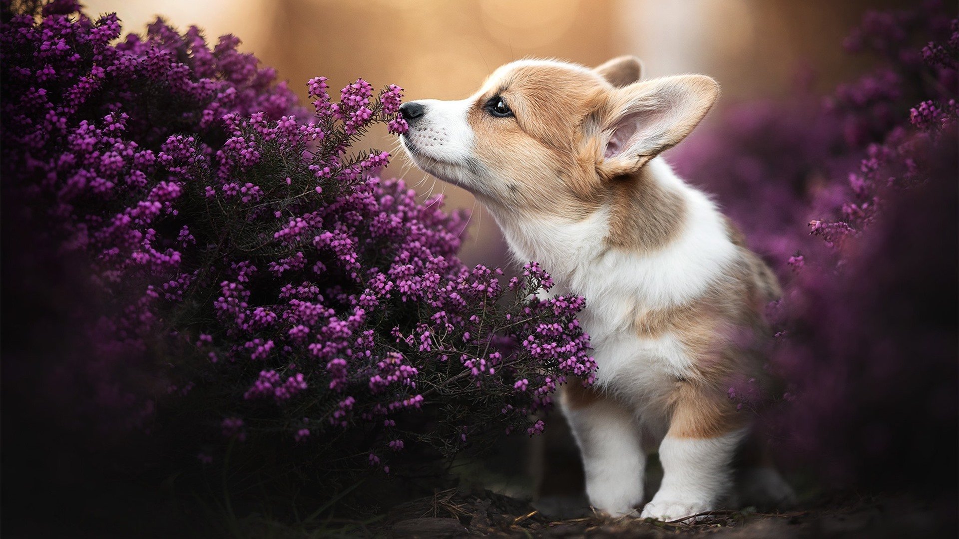 电子竞技青训体系探索标准化发展路径，电子竞技运动训练原则