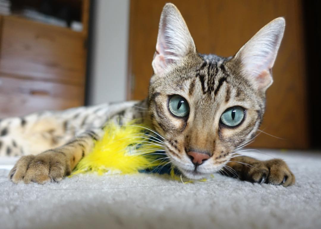 华体会在线-詹姆斯·奥康纳在场上展现出强大的决策能力，詹姆斯奥兰多