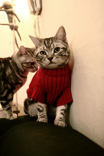 高水平教练定向支持西部篮球项目助力资源均衡发展,高水平运动队篮球