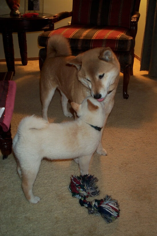 华体会-“罗密欧·冈萨雷斯的全面技战术能力，为美洲狮队提供不竭动力”