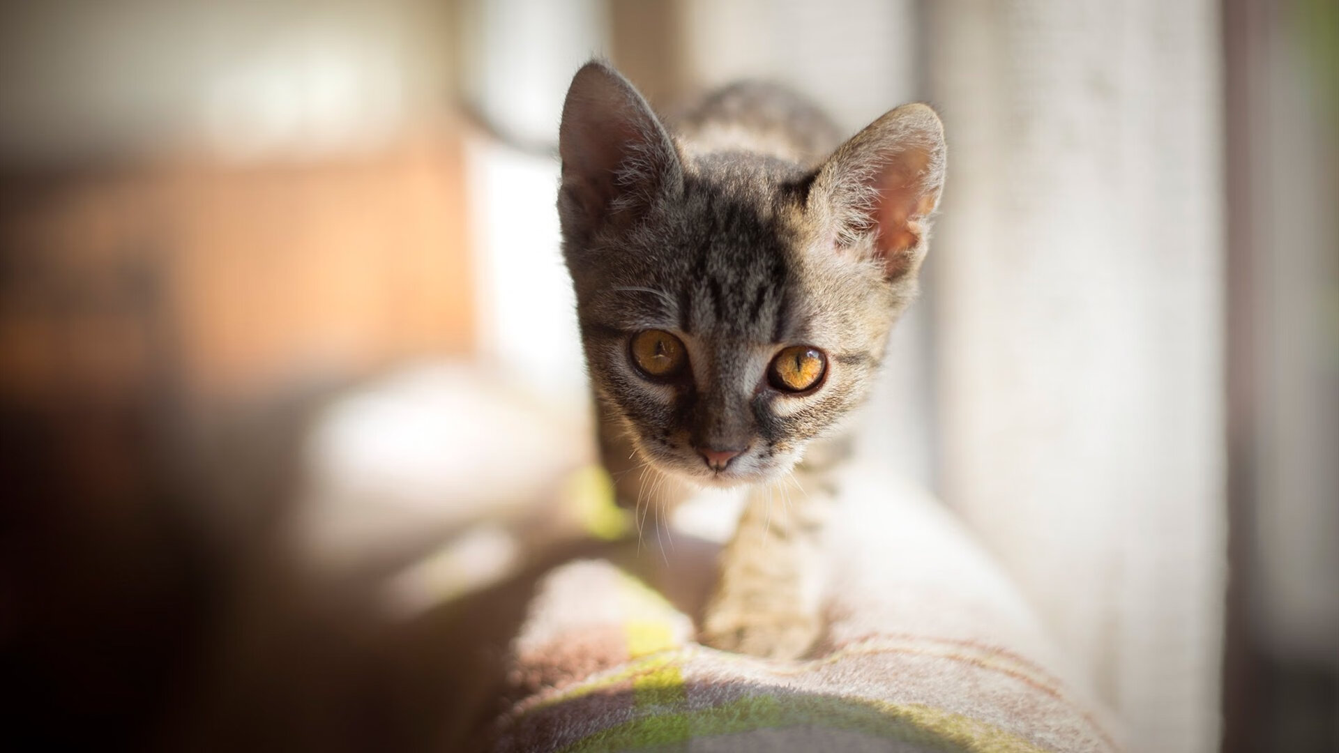 世界排名第4，奥地利旗手显霸气，奥地利旗子